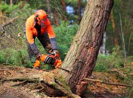 Reliable Mount Healthy, OH Tree Care Solutions