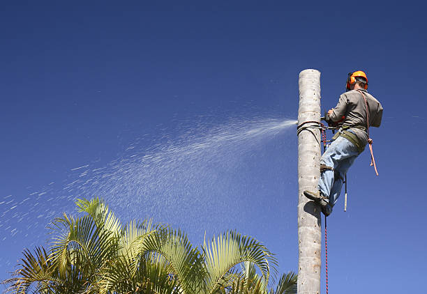 How Our Tree Care Process Works  in  Mount Healthy, OH