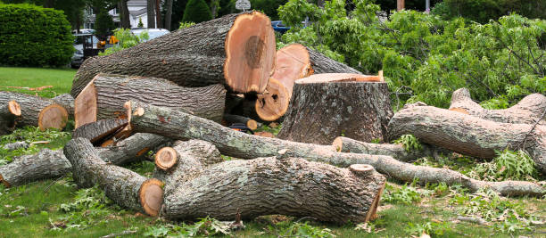 Best Storm Damage Tree Cleanup  in Mount Healthy, OH