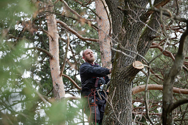 Best Tree Trimming and Pruning  in Mount Healthy, OH